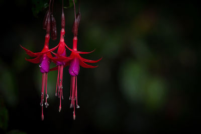 Close-up of red flowering plant