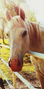 Close-up portrait of horse standing on field