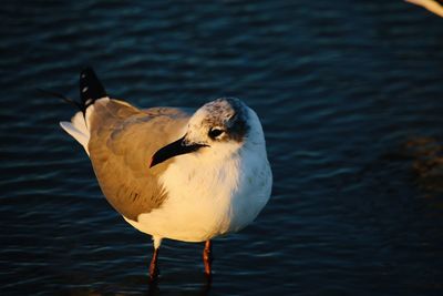 Close-up of seagull