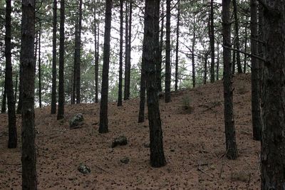 Trees in forest