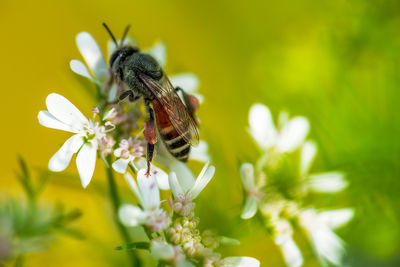 Close-up of butterfly pollinating on flower