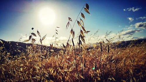 Scenic view of field against sky at sunset