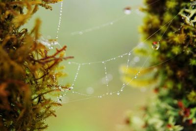 Close-up of spider on web