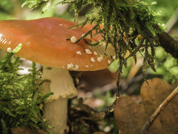 Close-up of mushrooms on tree