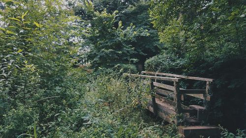 Plants and trees in park