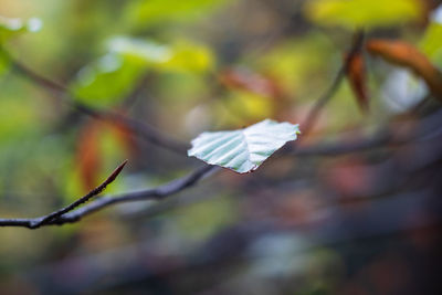 Close-up of leaves on branch