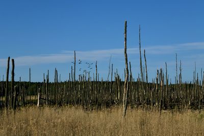 Scenic view of field against clear sky