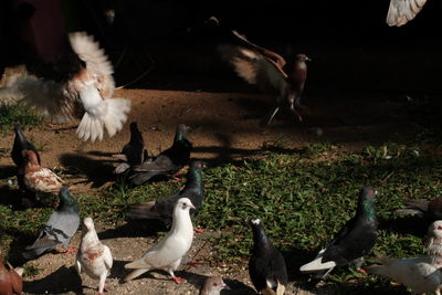 Flock of birds