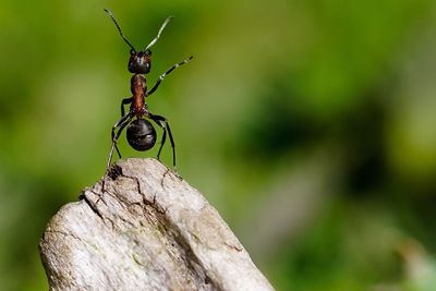 Macro shot of ant on wood