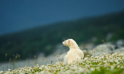 White ferret on grass