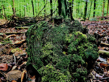 Plants growing on tree stump in forest