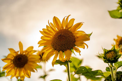 Close-up of sunflower against sky