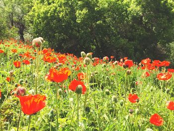 Poppy flowers blooming on field