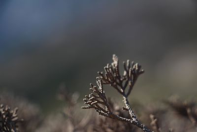 Close-up of dried plant on field