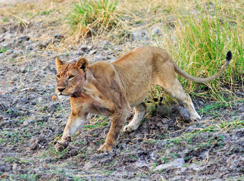 Lioness on field at hwange national park