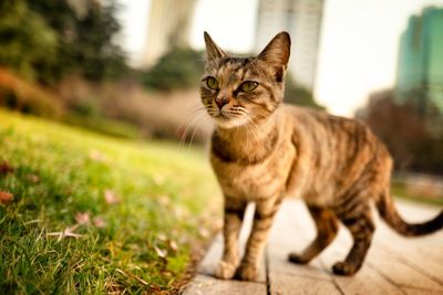 Portrait of a cat