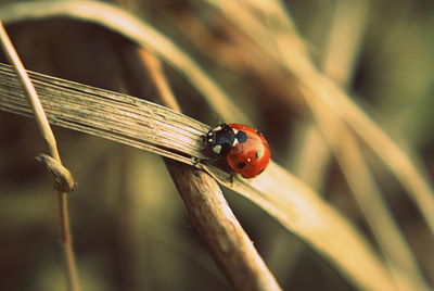 The way of the ladybug