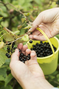 Cropped image of hands picking black currants