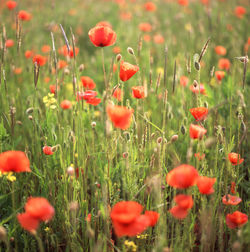 Close-up of poppy flowers blooming in field