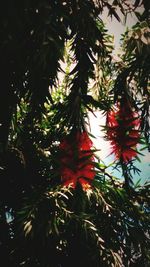 Low angle view of leaves