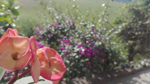 Close-up of pink rose