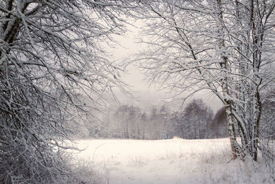 Frozen bare trees on snowcapped field during winter