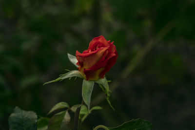 Close-up of red rose blooming outdoors