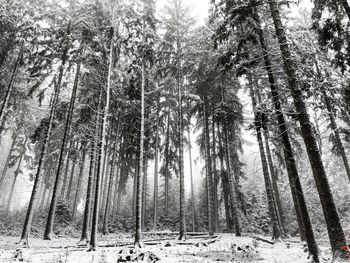 Low angle view of bamboo trees in forest during winter