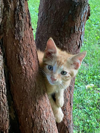 Portrait of a cat on tree trunk