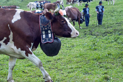 Cows standing in a field