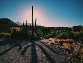 Cactus against clear sky