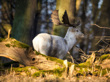 Deer in a field