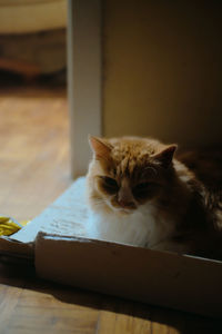 Cat called tiger in his favorite box