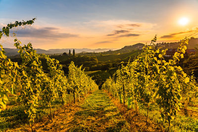 Scenic view of vineyard against sky during sunset