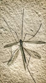 Close-up of insect on sand