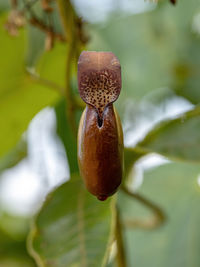 Close-up of plant