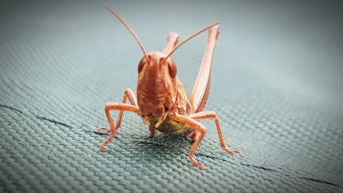 Close-up of insect