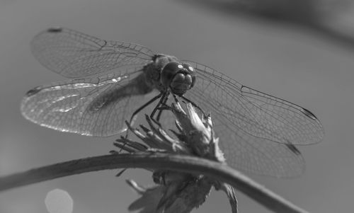 Close-up of dragonfly