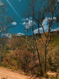Bare trees in forest against sky during autumn