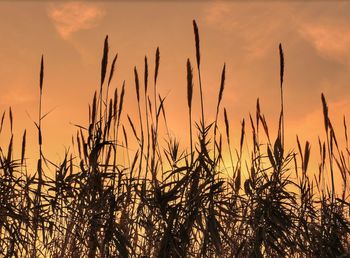 Close-up of plants growing on field against sky during sunset