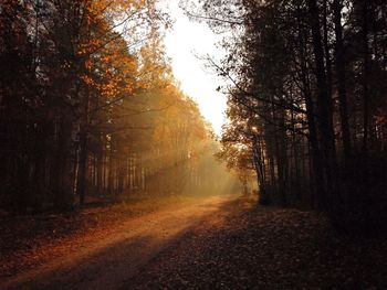 Dirt road amidst trees during autumn