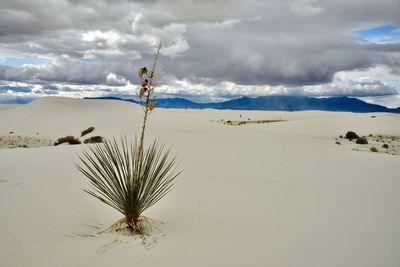 Plant growing in desert against sky