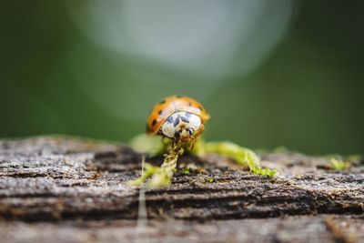 Close-up of ladybug on wood
