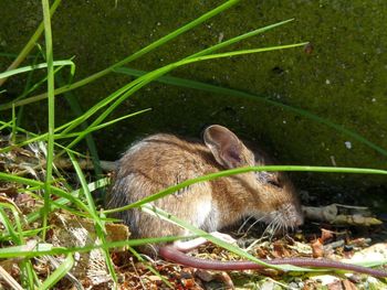 Close-up of squirrel on grass