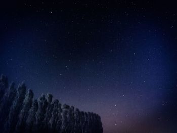 Low angle view of trees against sky at night