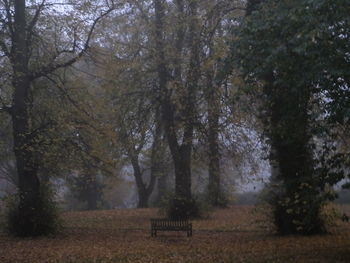 Trees in forest