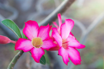 Close-up of pink flowering plant