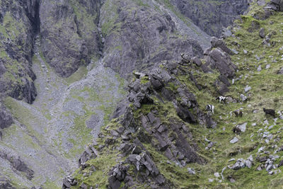 High angle view of trees on rocks