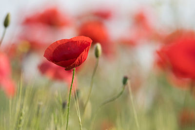 Close-up of red poppy flower on field