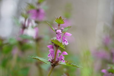 Close-up of pink flowering plant